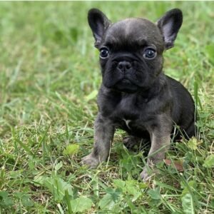 Frenchie puppies for sale in USA