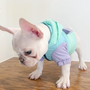 Frenchie puppies for sale in USA