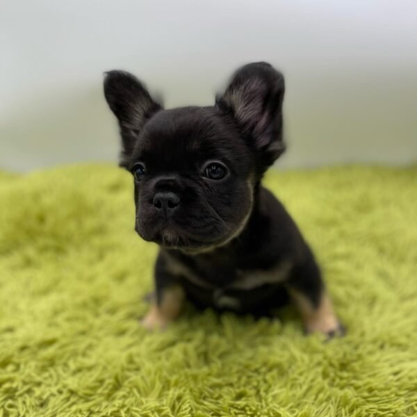 Frenchie puppies for sale in USA