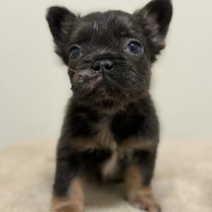 Frenchie puppies for sale in USA