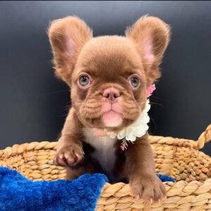 Female Frenchie (Eliora) $2000