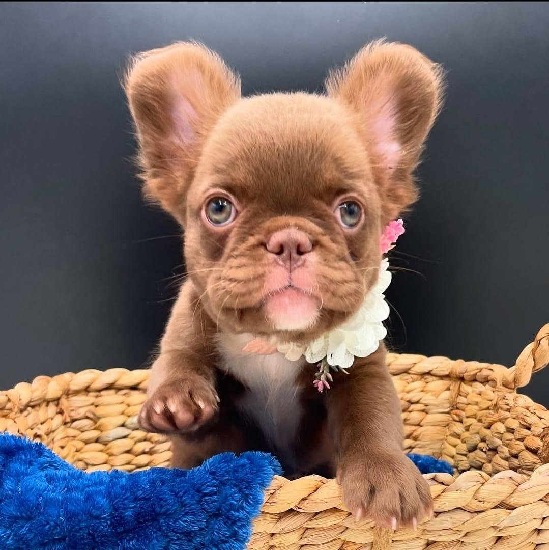 Female Frenchie (Eliora) $2000