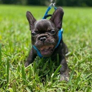 Frenchie puppies for sale in USA