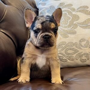 Frenchie puppies for sale in USA