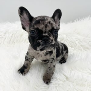 Frenchie puppies for sale in USA