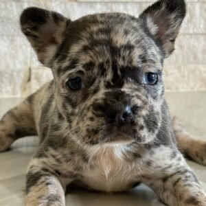 Frenchie pups for sale in USA