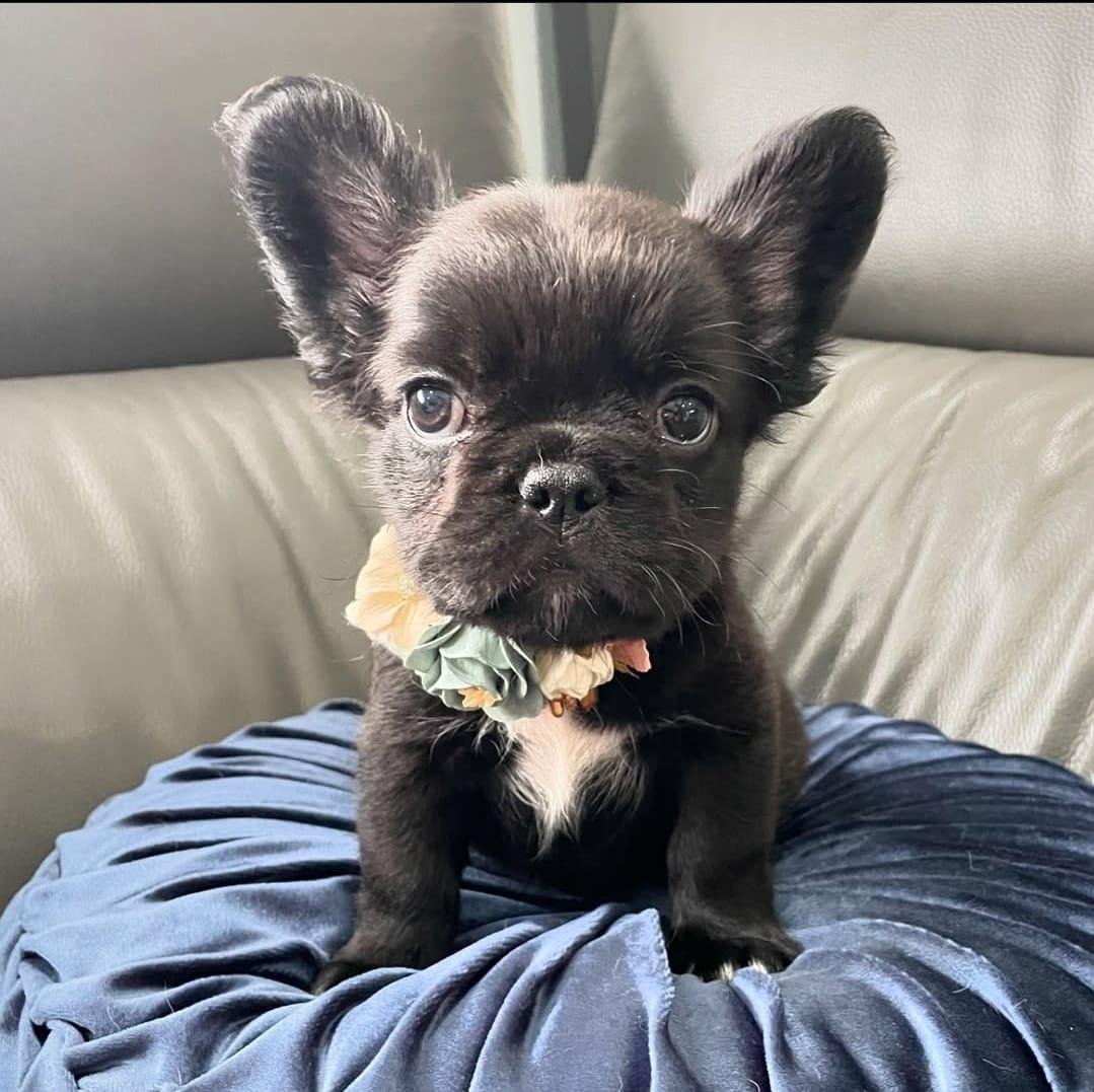 Female Frenchie pup for sale