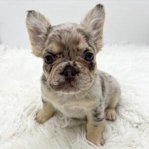 Frenchie puppies for sale in USA