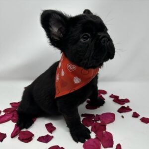 Frenchie pups for sale in USA