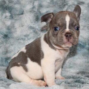 Frenchie puppies for sale in USA