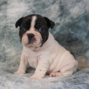 Frenchie puppies for sale in USA