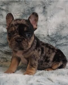 Frenchie pups for sale in USA