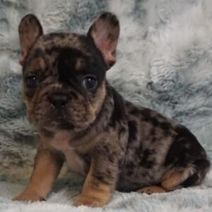 Frenchie pups for sale in USA