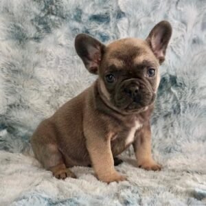 Frenchie pups for sale in USA