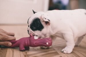 Frenchie pups for sale in USA