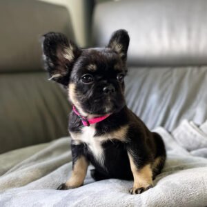 Frenchie puppies for sale in USA