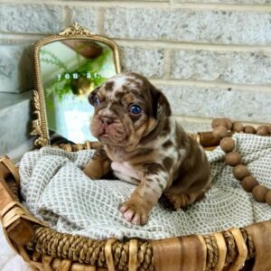 Frenchie puppies for sale in USA