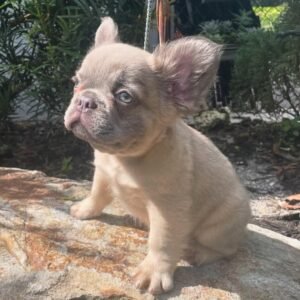 Female Frenchie pup for sale