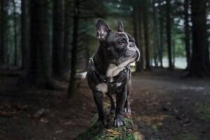 Frenchie puppies for sale in usa